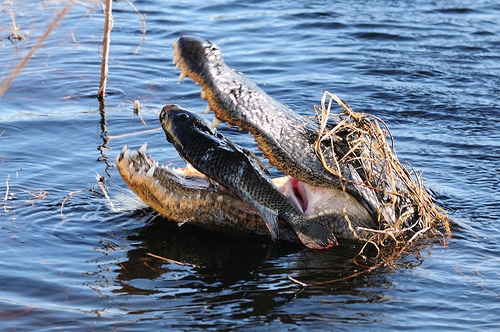 Gator Tossing Tilapia.jpg